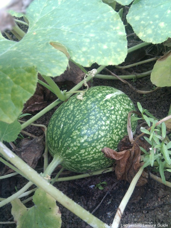 20100215Farm Visit19.jpg